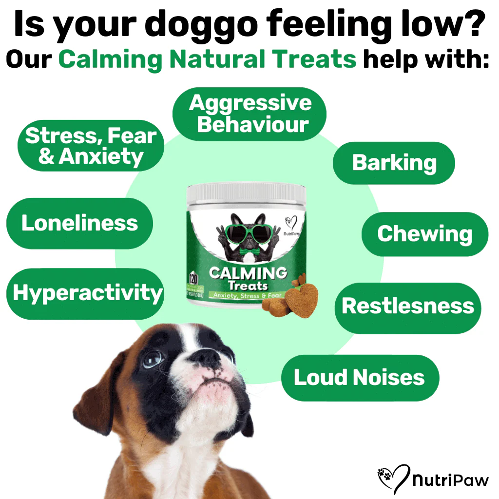 Mind, Body & Gut Kit - Image 6